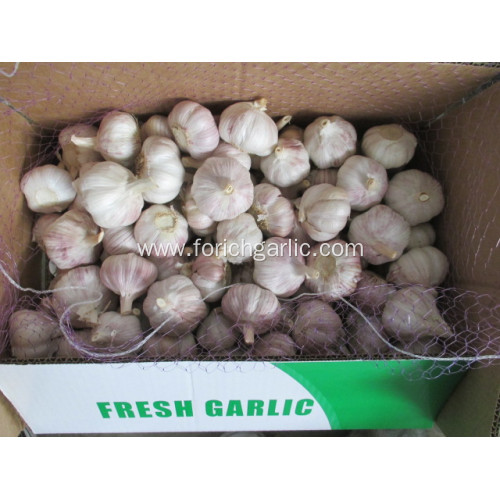 Crop 2020 Fresh Garlic